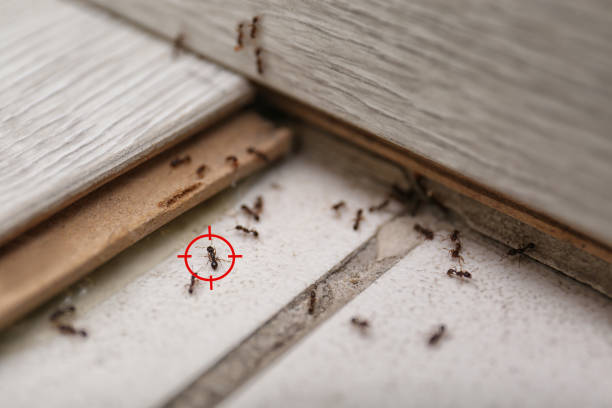 Best Rat Extermination Near Me  in Louisa, VA